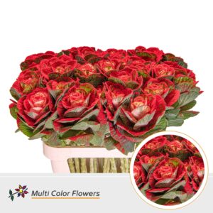 Brassica Naturel Snow Rood – 70cm