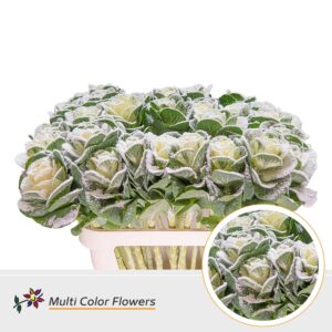 Brassica Naturel Snow – 70cm