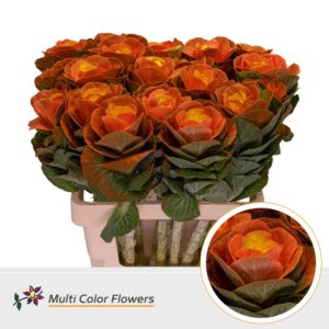 Brassica Oranje Hart Geel – 70cm