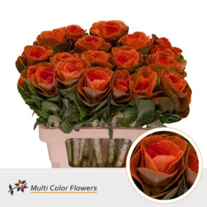Brassica Oranje Hart Rood – 70cm