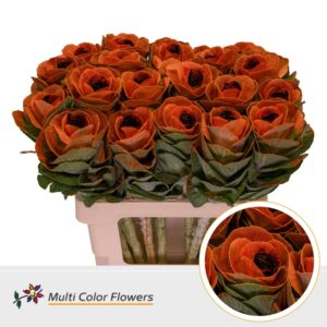 Brassica Oranje Hart Zwart – 70cm