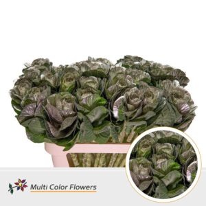 Brassica Platina – 70cm