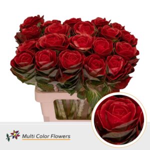 Brassica Rood – 70cm