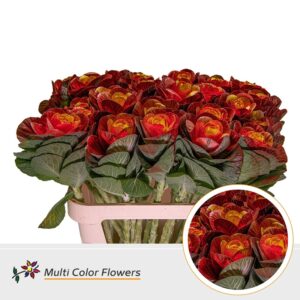 Brassica Rood Hart Geel – 70cm