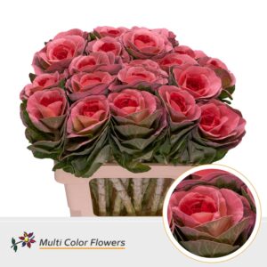 Brassica Rose Hart Rood – 70cm