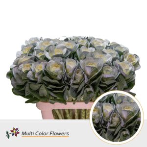 Brassica Wit – 70cm