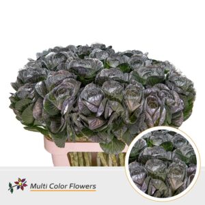Brassica Zilver – 70cm