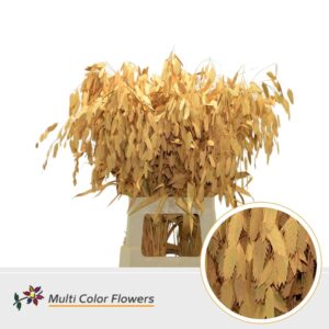 Chasmanthium Apricot – 70cm