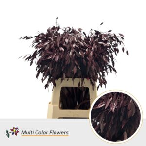 Chasmanthium Bordeaux – 70cm