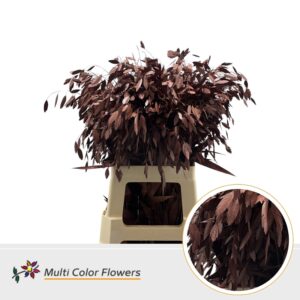 Chasmanthium Bruin – 70cm