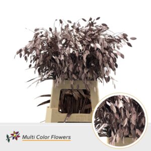 Chasmanthium Champagne – 70cm