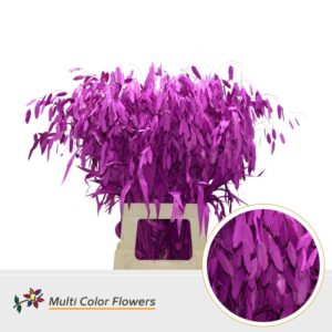 Chasmanthium Erica – 70cm