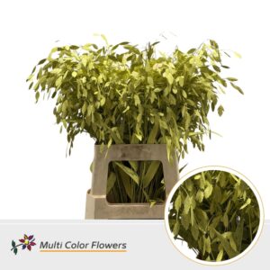 Chasmanthium Geel – 70cm