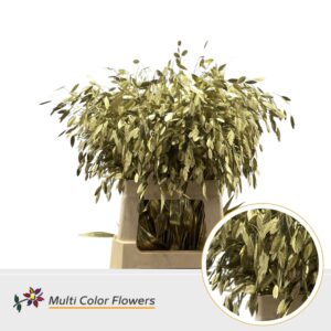Chasmanthium Goud – 70cm