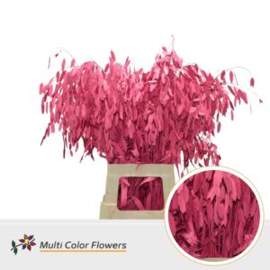 Chasmanthium Koraal – 70cm
