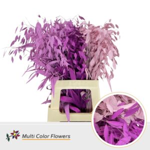 Chasmanthium Love Mix – 70cm