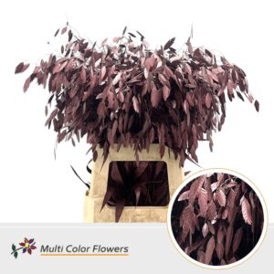 Chasmanthium Metallic Bordeaux – 70cm