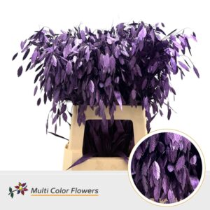Chasmanthium Metallic Donker Lila – 70cm