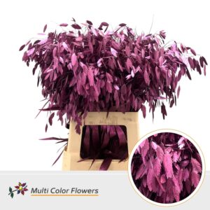 Chasmanthium Metallic Erica – 70cm