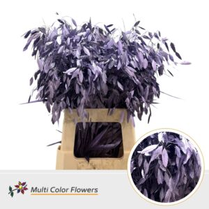 Chasmanthium Metallic Milka – 70cm