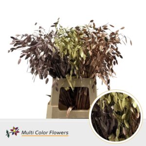 Chasmanthium Metallic Mix – 70cm