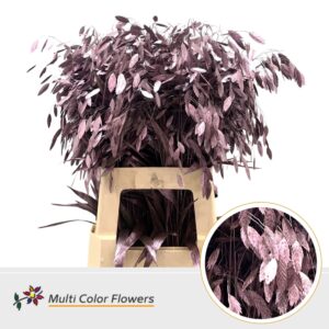 Chasmanthium Metallic Rose – 70cm