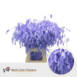 Chasmanthium Milka – 70cm