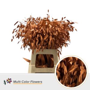 Chasmanthium Oranje – 70cm