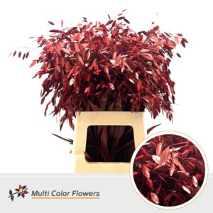 Chasmanthium Rood – 70cm