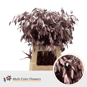 Chasmanthium Rose Goud – 70cm