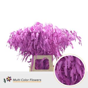 Chasmanthium Rose Nieuw – 70cm