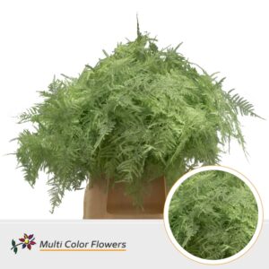 Asparagus 1e V Mint – 45cm