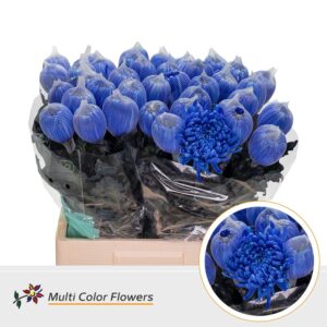 Chr G Antonov Blauw donker – 70cm