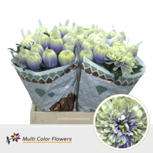 Chr G Antonov Blue Foot – 70cm