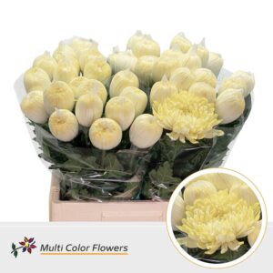 Chr G Antonov Creme – 70cm