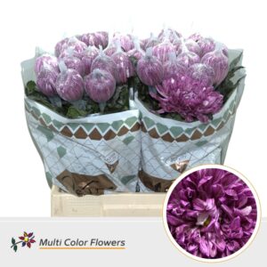 Chr G Antonov Dark Cherry – 70cm