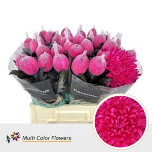 Chr G Antonov Hot Pink – 70cm