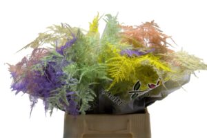 Asparagus 1e V Pastel Mix – 45cm