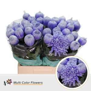 Chr G Antonov Soft Milka – 70cm