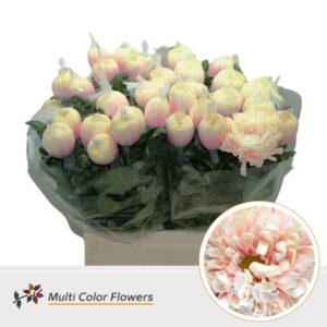 Chr G Antonov Soft Peach – 70cm