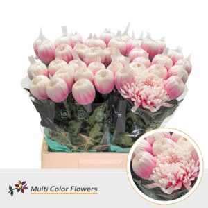 Chr G Antonov Soft Pink – 70cm