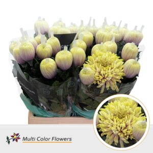 Chr G Antonov Sweet Vanilla – 70cm
