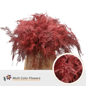 Asparagus 1e V Rood – 45cm