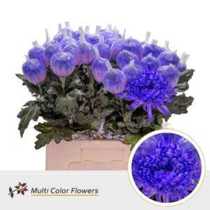 Chr G Antonov Violet Donker – 70cm
