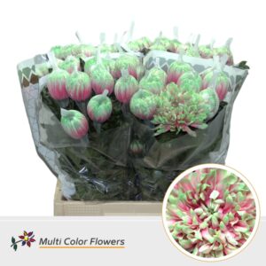 Chr G Antonov Watermelon – 70cm