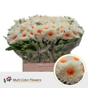 Chr G Topspin wit Hart Apricot – 70cm
