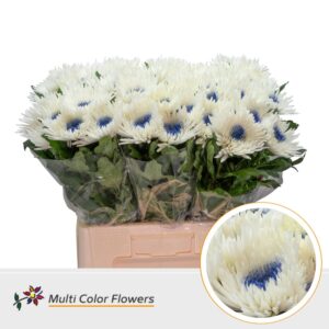 Chr G Topspin wit Hart Blauw donker – 70cm
