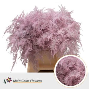 Asparagus 1e V Rose licht – 45cm