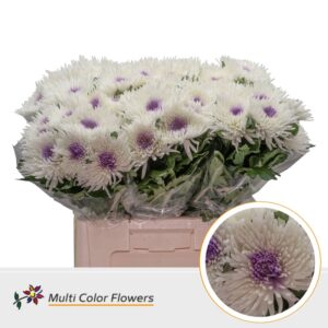 Chr G Topspin wit Hart Milka – 70cm