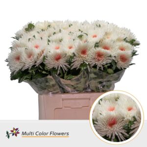 Chr G Topspin wit Hart Rose – 70cm